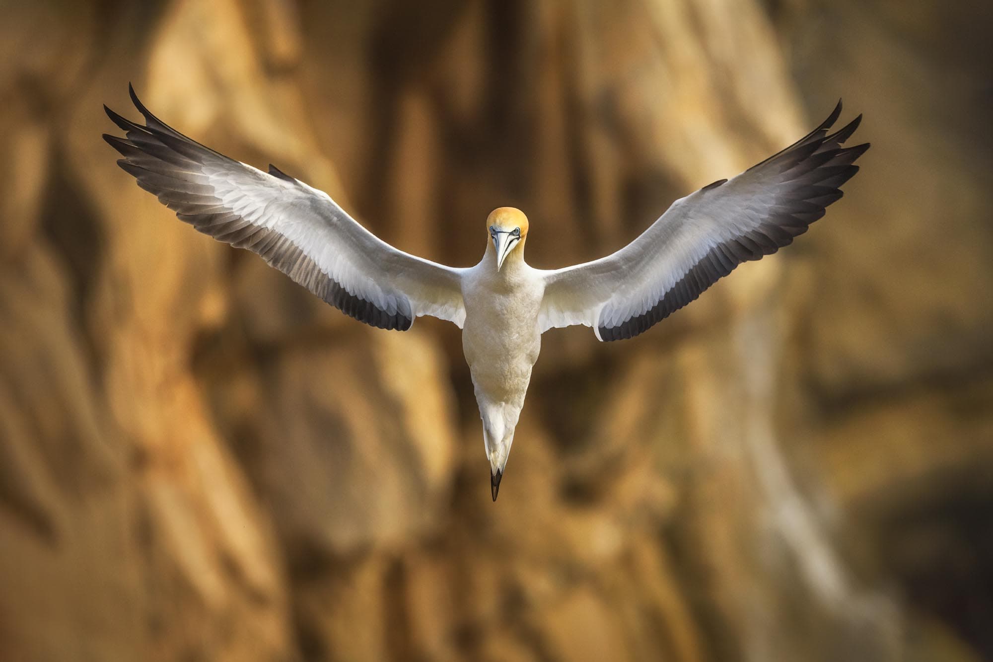 Capturing the Untamed